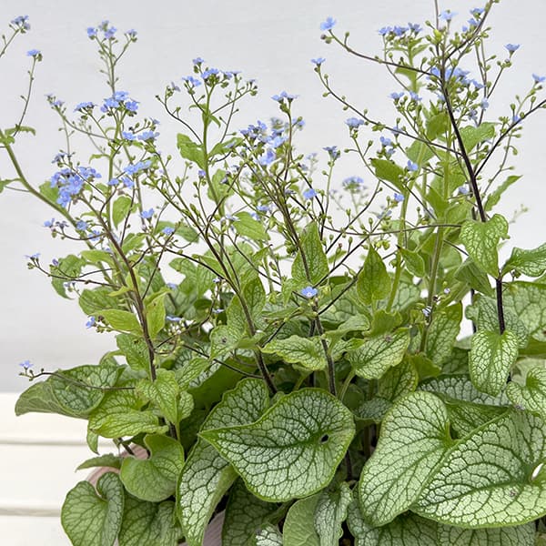 園芸ネット本店｜ブルンネラ：アレクサンダーグレート3.5号ポット 3株