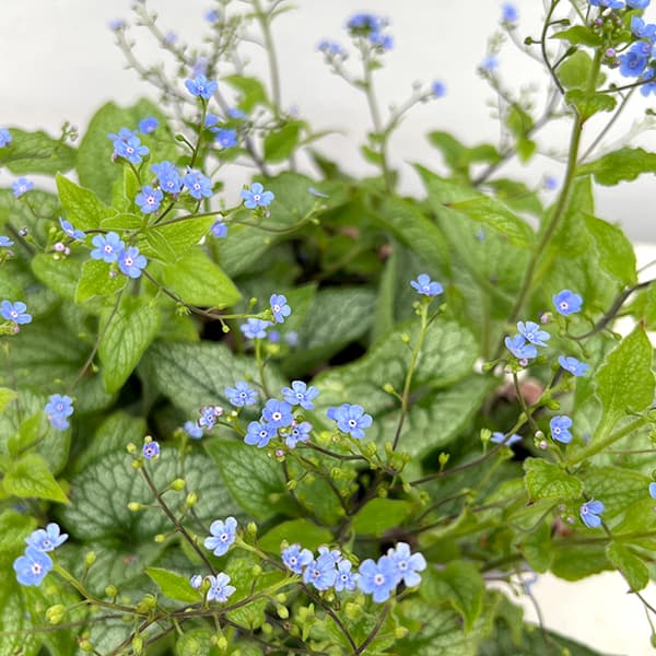 [26年4月下旬予約]ブルンネラ：アレクサンダーズグレート3号ポット