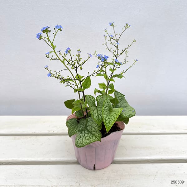 アレクサンドルエピタフ 3枚セット AGF®「ちょっと贅沢な珈琲店®」ドリップコーヒー ウィンターギフト