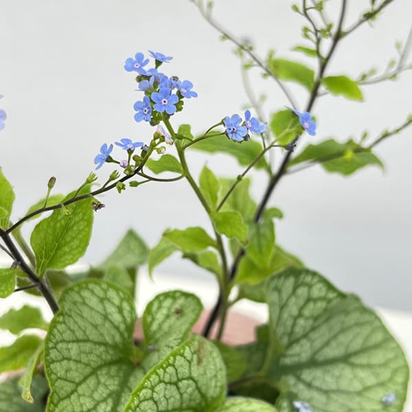 [26年4月下旬予約]ブルンネラ：アレクサンダーズグレート3号ポット