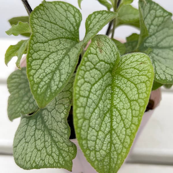 [26年4月下旬予約]ブルンネラ：アレクサンダーズグレート3号ポット