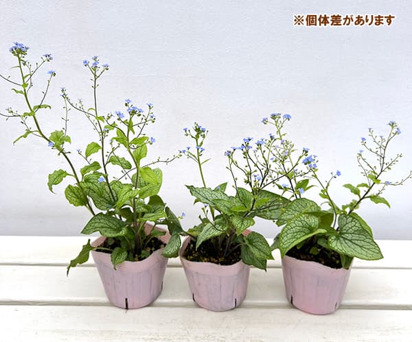 園芸ネット本店｜ブルンネラ：アレクサンダーグレート3.5号ポット 3株