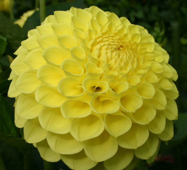 [26年3月中下旬予約]ダリアの球根：（大型ボール咲き）レモンカード1球