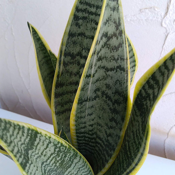 サンセベリア(サンスベリア) ローレンティ 5号鉢植え