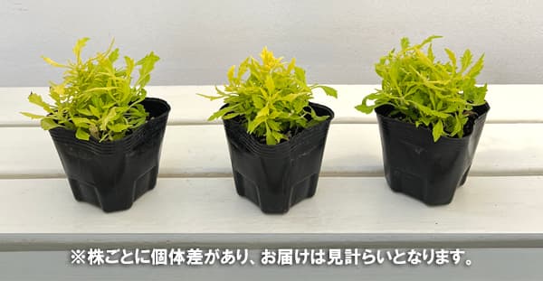 コリウス:シャキシャキライム3号ポット