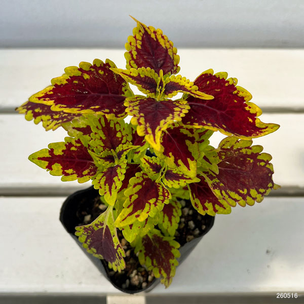 コリウス:愛しのエリー3号ポット