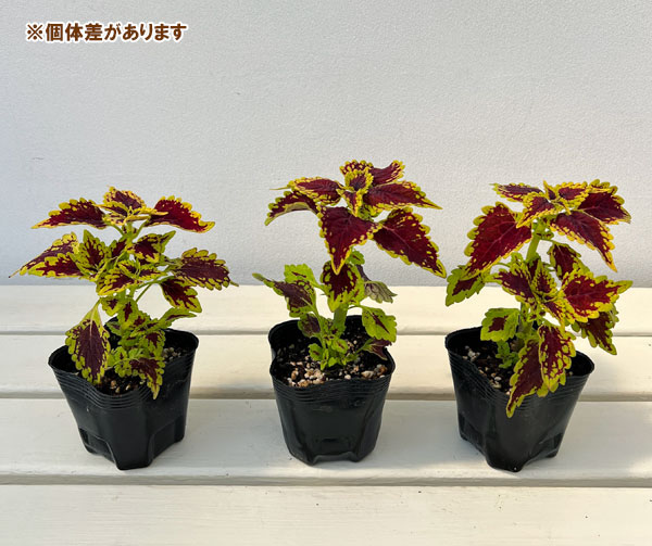 コリウス:愛しのエリー3号ポット