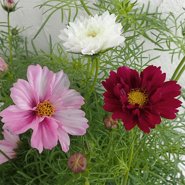 コスモス：ダブルクリック（花色ミックス） [タキイ 花タネ]