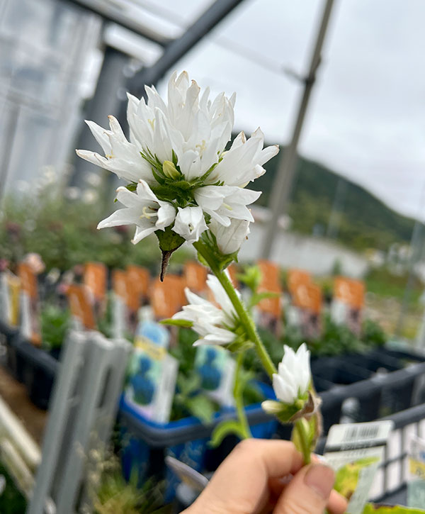 カンパニュラ：グロメラータ（りんどう咲き）白花3号ポット
