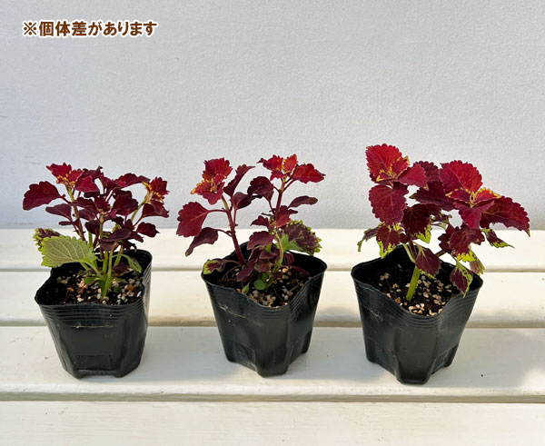 コリウス(大型):カウボーイ3号 4株セット