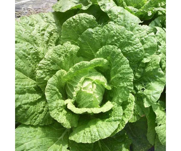 野菜の種：白菜(エミコ）[野菜タネ F1種子]