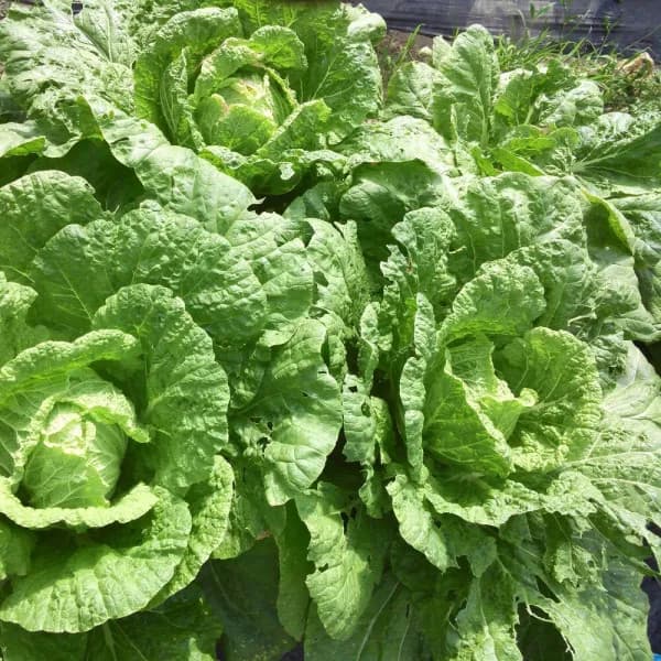 野菜の種：白菜(エミコ）[野菜タネ F1種子]