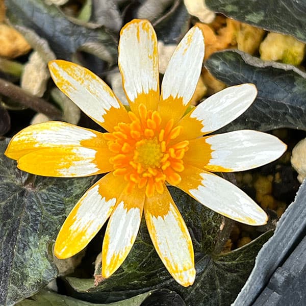 リュウキンカ：カラス葉姫リュウキンカ3号ポット