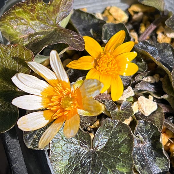 リュウキンカ：カラス葉姫リュウキンカ3号ポット