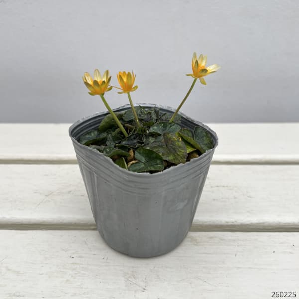 リュウキンカ:カラス葉姫リュウキンカ3号ポット