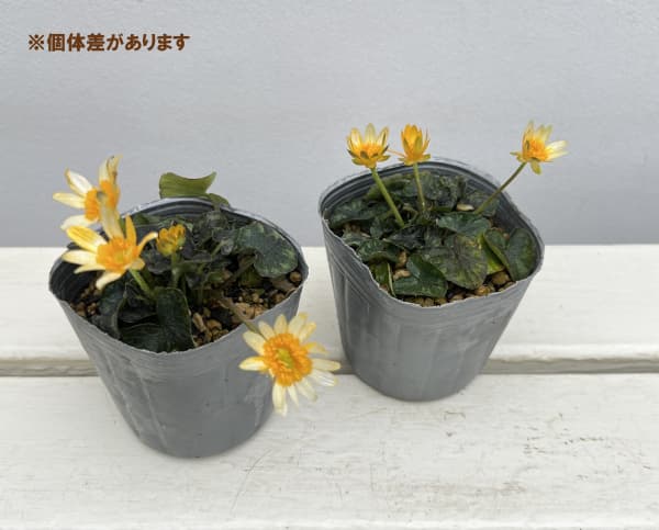 リュウキンカ:カラス葉姫リュウキンカ3号ポット