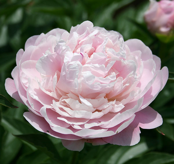 [26年2月中下旬予約]シャクヤク（芍薬）：滝の粧（たきのよそおい）7号ポット