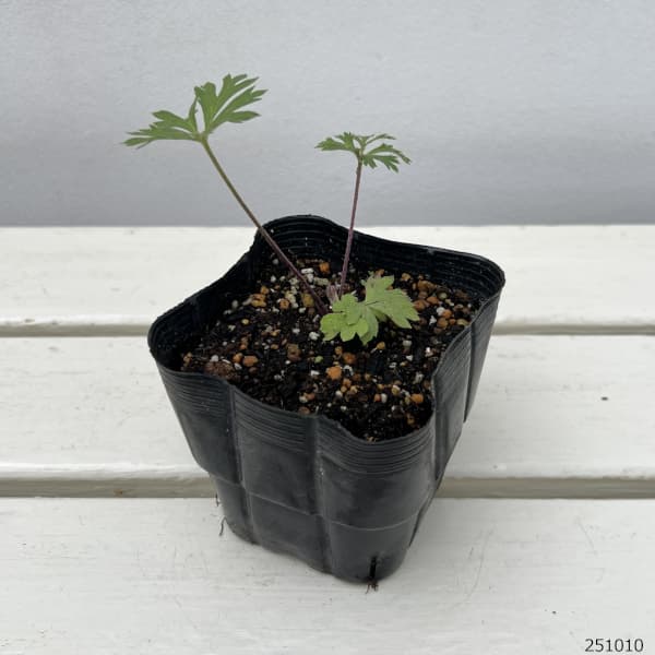 アネモネ:パルマータ3.5号ポット 6株セット