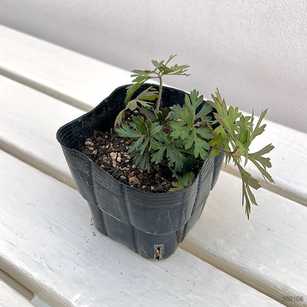 アネモネ：パルマータ3.5号ポット 12株セット