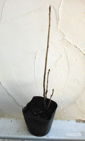 カシス：白フサスグリ（ホワイトカーラント）3-3.5号ポット