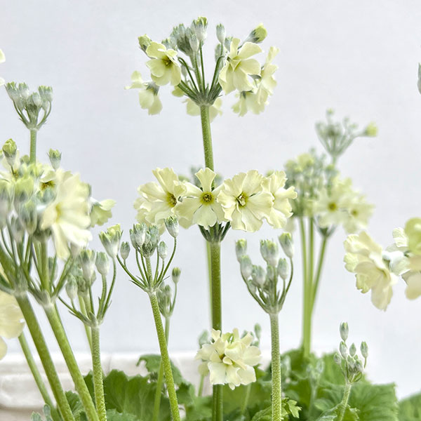 サクラソウ：ウインティーライムグリーン5号鉢植え