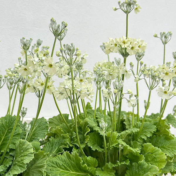 サクラソウ：ウインティーライムグリーン5号鉢植え