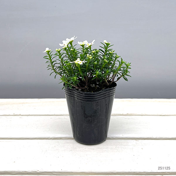 イベリス:ブライダルブーケ2.5号ポット