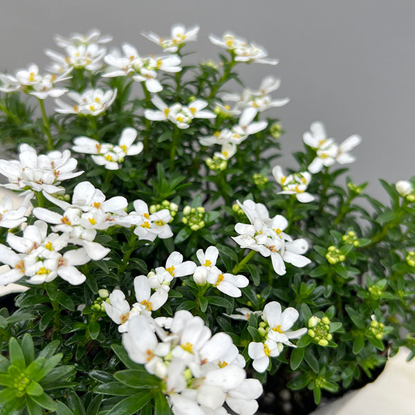 イベリス:ブライダルブーケ2.5号ポット