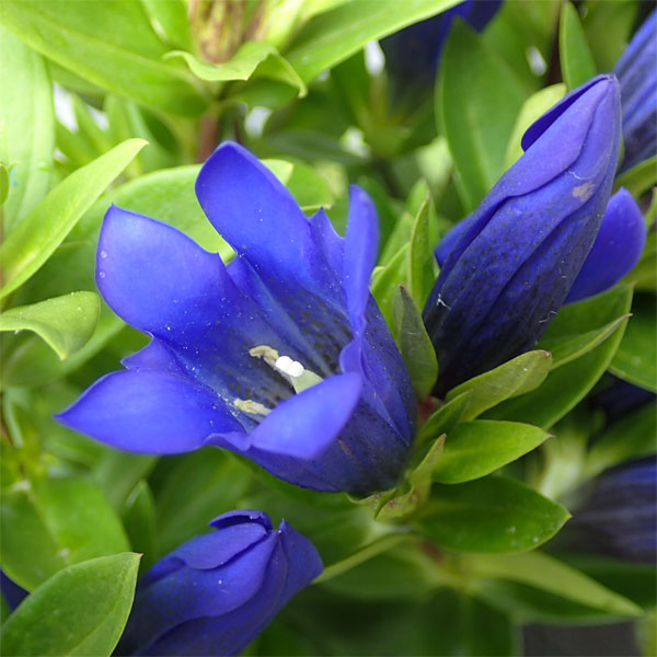 安代リンドウ(あしろりんどう)：シャインブルーアシロの2年充実苗3.5号ポット