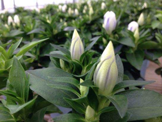 安代リンドウ(あしろりんどう)：クリスタルアシロの2年充実苗3.5号ポット