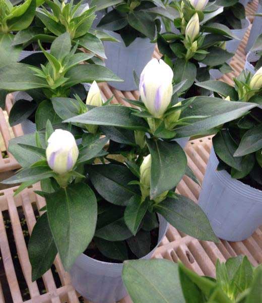 安代リンドウ(あしろりんどう)：クリスタルアシロの2年充実苗3.5号ポット