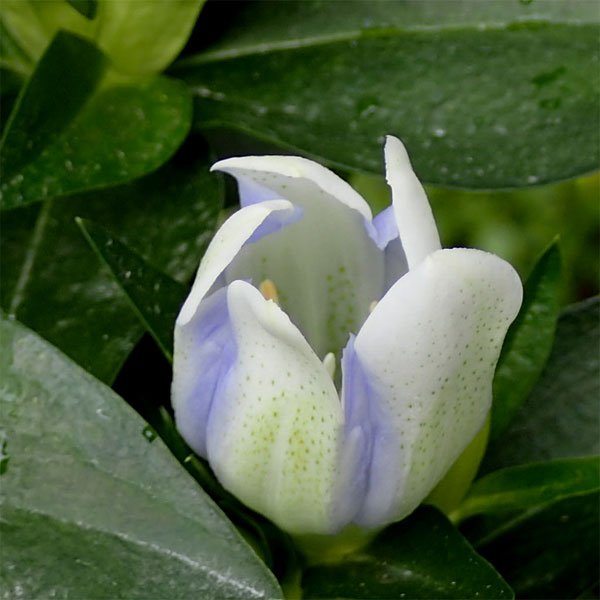 安代リンドウ(あしろりんどう)：クリスタルアシロの2年充実苗3.5号ポット