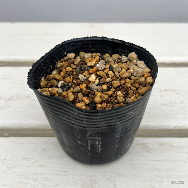 アッツザクラ（ロドヒポキシス）：折鶴2.5号ポット