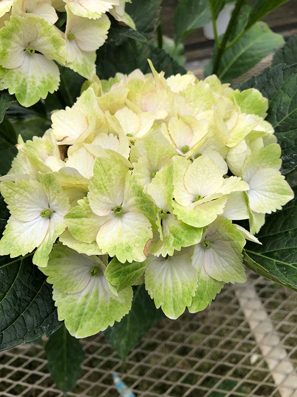 アジサイ：マジカルノブレス3.5号ポット