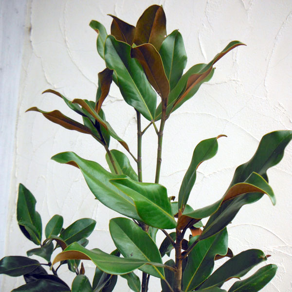 タイサンボク：ケイパレス3号ポット