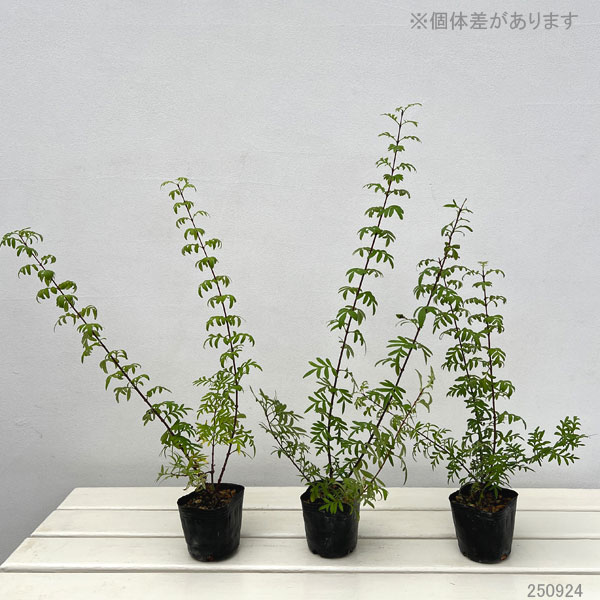 ライラック:ペルシカ ラシニアータ 3号ポット