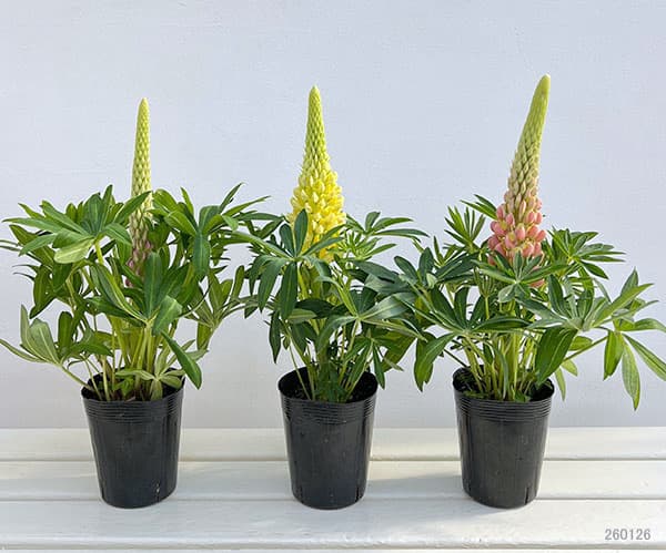 ルピナス：天までとどけ3.5号ポット(花色おまかせ）