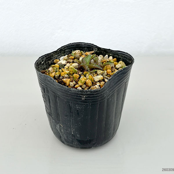 スミレ：ヒメスミレ　田鶴姫（タヅヒメ）2.5号ポット