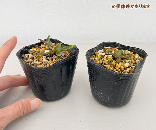 スミレ：ヒメスミレ　田鶴姫（タヅヒメ）2.5号ポット