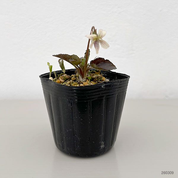 スミレ：タカオスミレ2.5号ポット