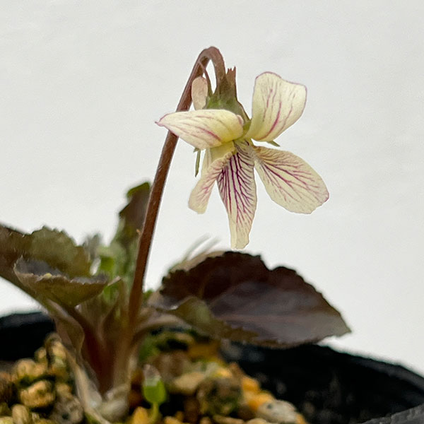 スミレ：タカオスミレ2.5号ポット