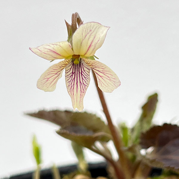 スミレ：タカオスミレ2.5号ポット