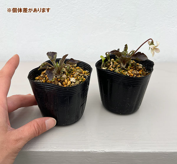 スミレ：タカオスミレ2.5号ポット