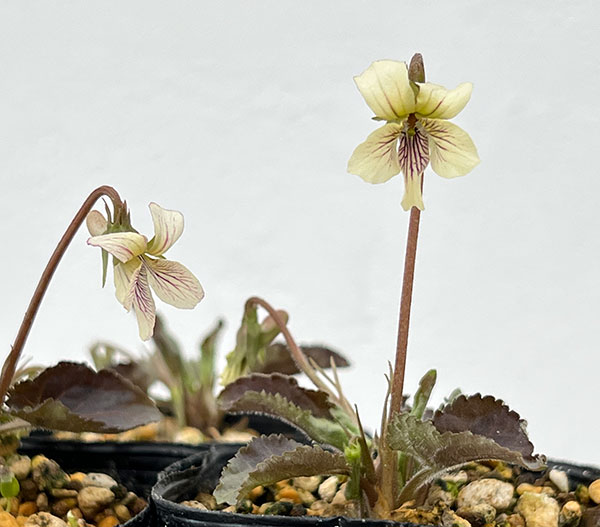 スミレ：タカオスミレ2.5号ポット