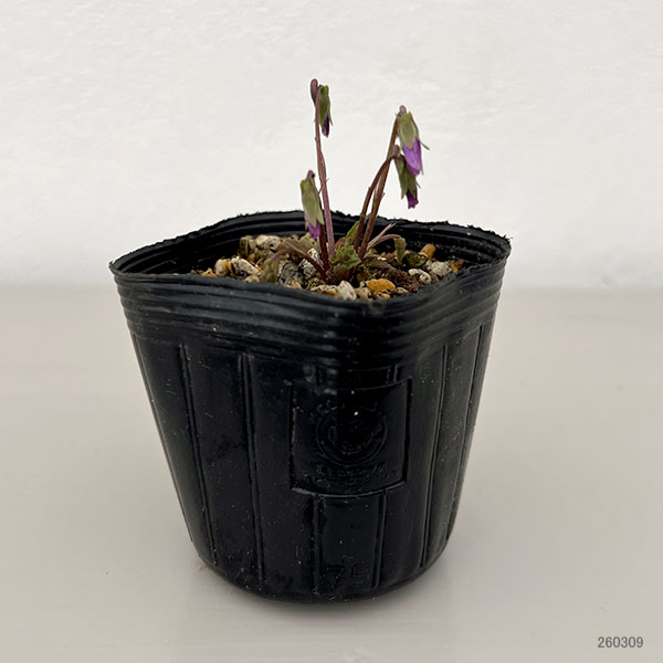 スミレ：キクバヒメスミレ2.5号ポット