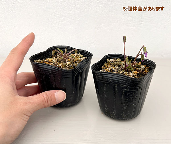 スミレ：キクバヒメスミレ2.5号ポット