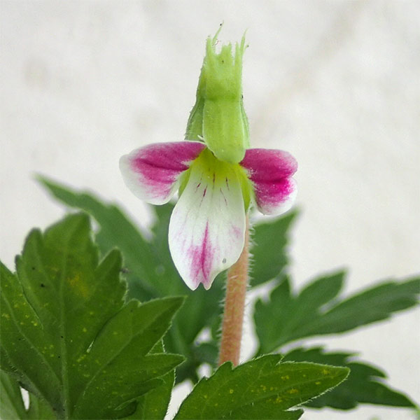 [26年1月中下旬予約]スミレ：紅花ナンザンスミレ2.5号ポット