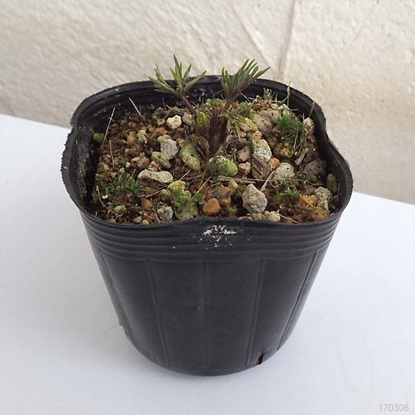 [26年1月中下旬予約]スミレ：紅花ナンザンスミレ2.5号ポット