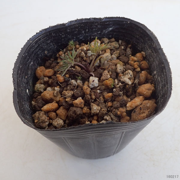 [26年1月中下旬予約]スミレ：ナンザンスミレ（韓国産）2.5号ポット