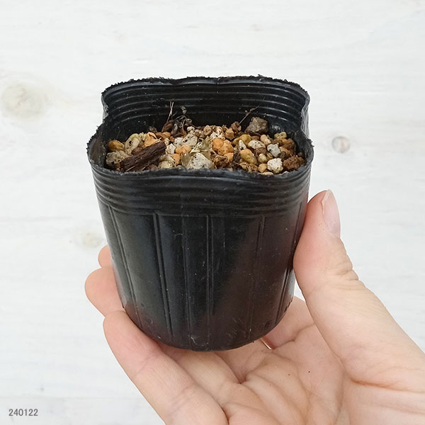 [26年1月中下旬予約]スミレ：ナンザンスミレ（韓国産）2.5号ポット